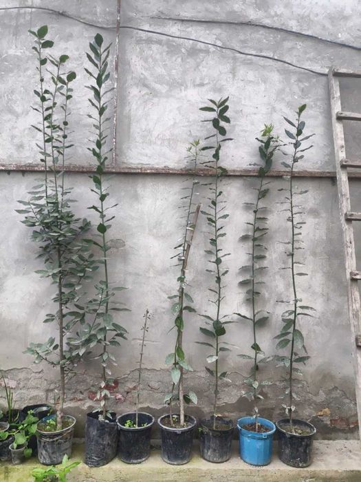 Лавр дарахти сотилади (Лавр благордный, Дафна) 25 см дан 2 м гача