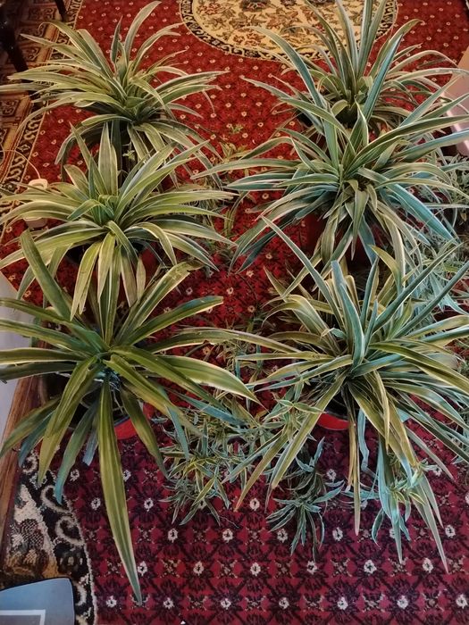 Комнатные цветы.