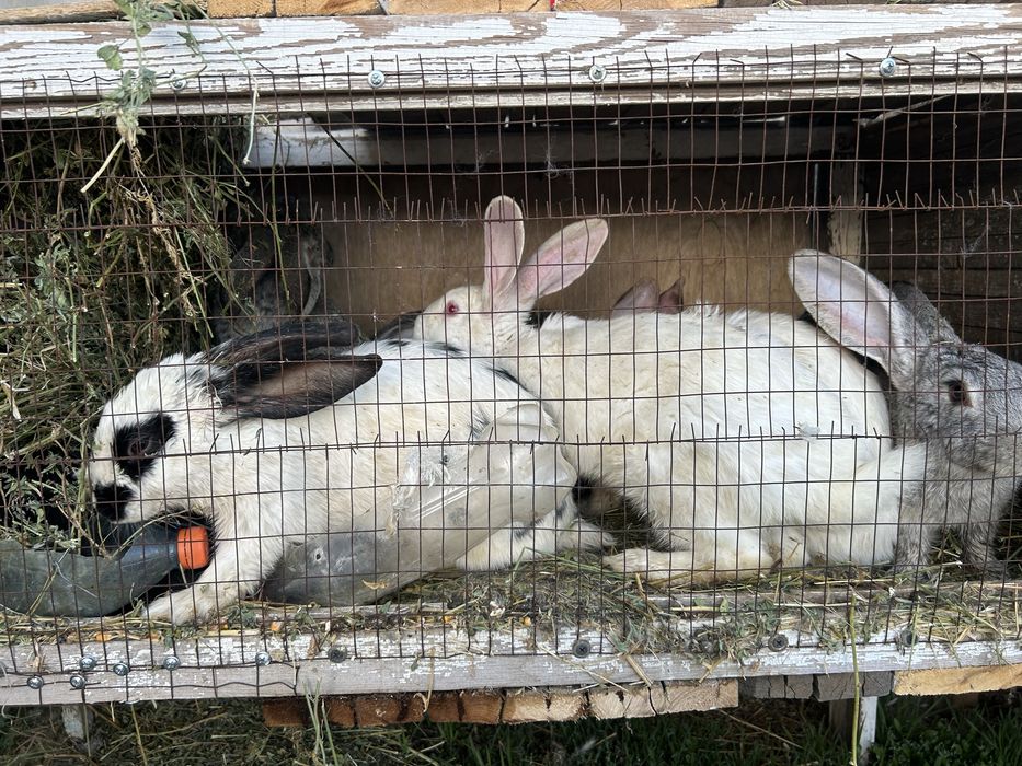 Продаются кролики