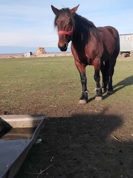 Vând iapă de 5 ani