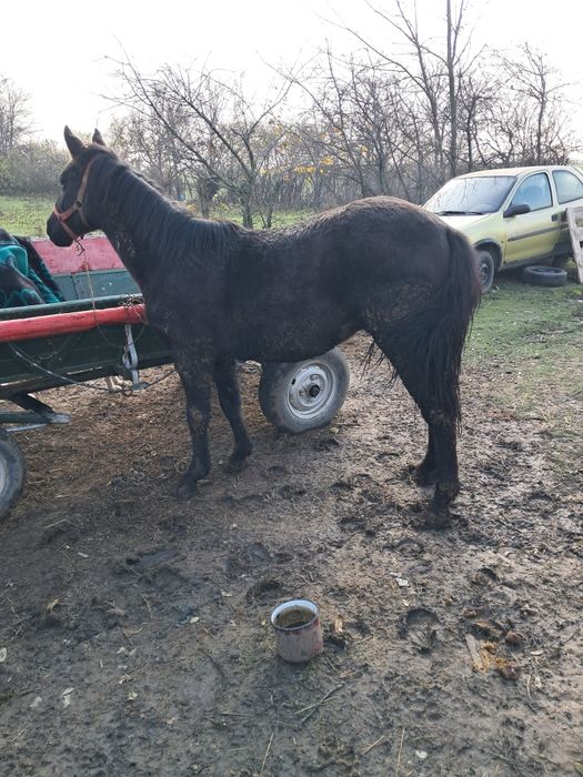 Vând manz de un 1 an și 3 luni din cai mari