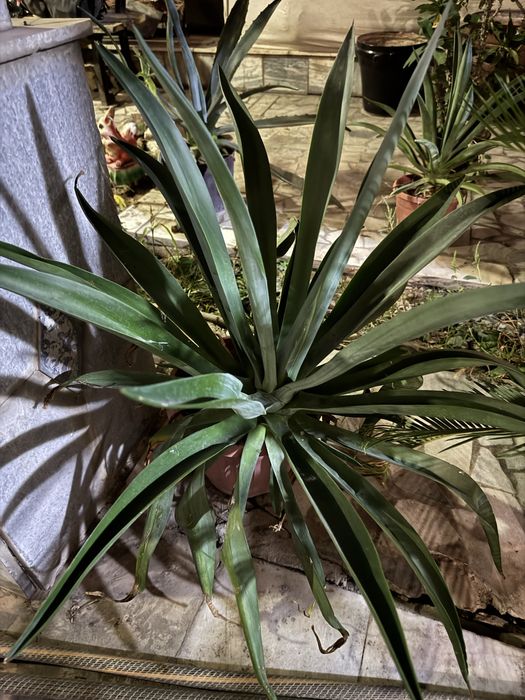 Shu gulla sotiladi xamasi kotasiyam bor kichkinasiyam bor