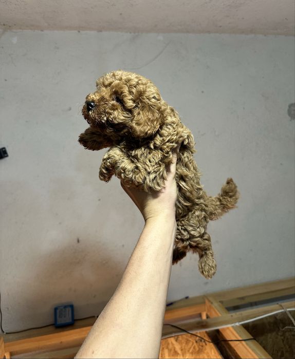 Мини пудел/poodle