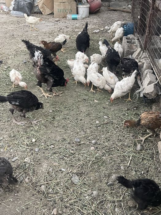 Xonaki Yovuqla 80.000 dan Donasi Kelishiladi Optimga
