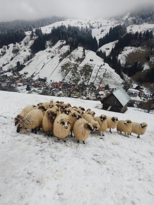 Oi de vânzare la un bun preț