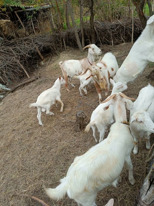 Vând capre sau schimb