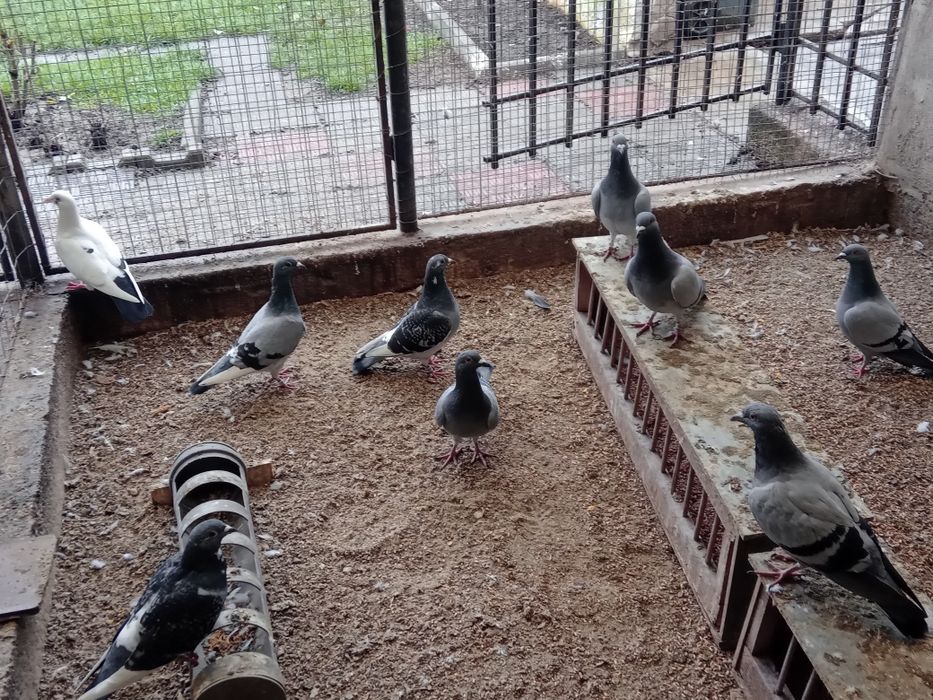 Porumbei voiajori de vînzare