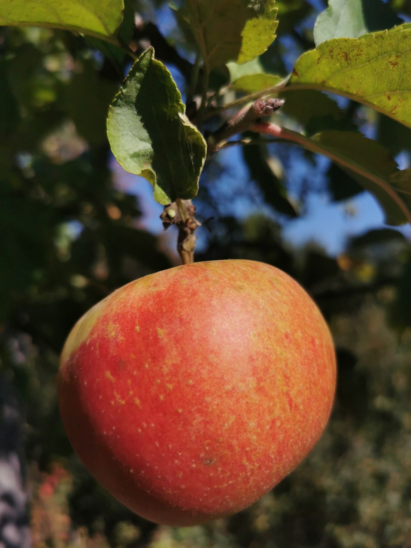 Pomi fructiferi de vânzare din soiuri vechi