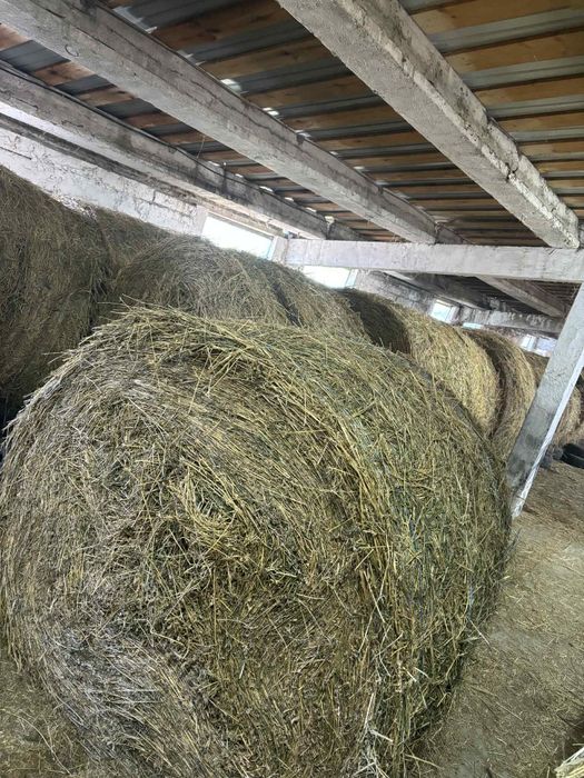 Vând Baloti de lucernă