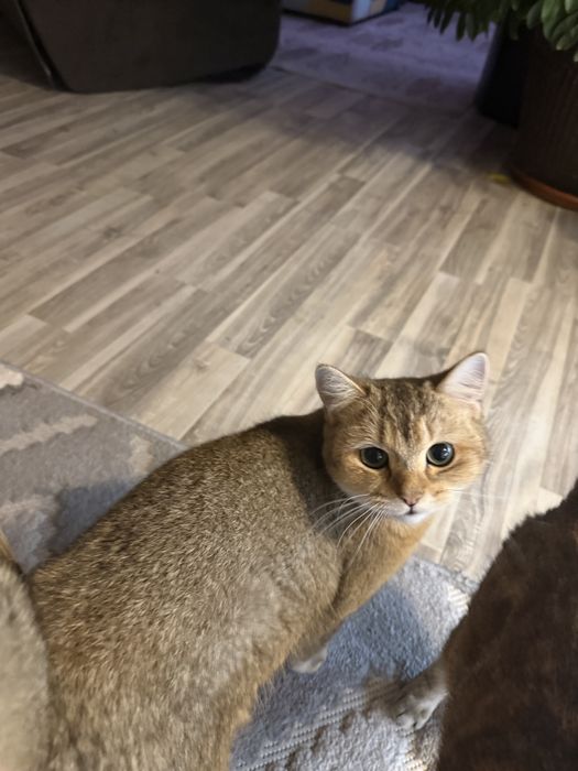 продавам британска чинчила