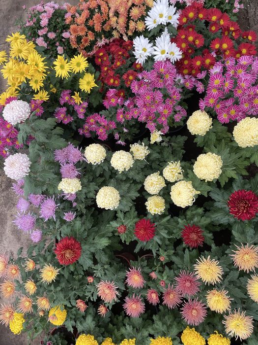 Хризантема мультифлора,крупноголовая