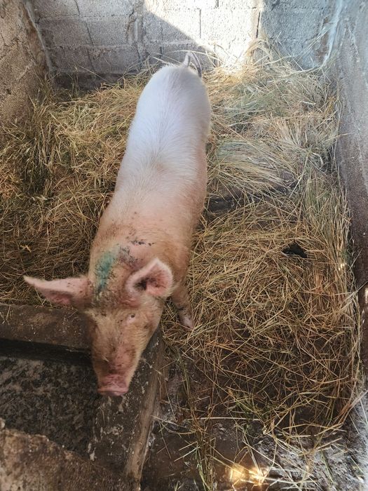 Продаю свиней домашние