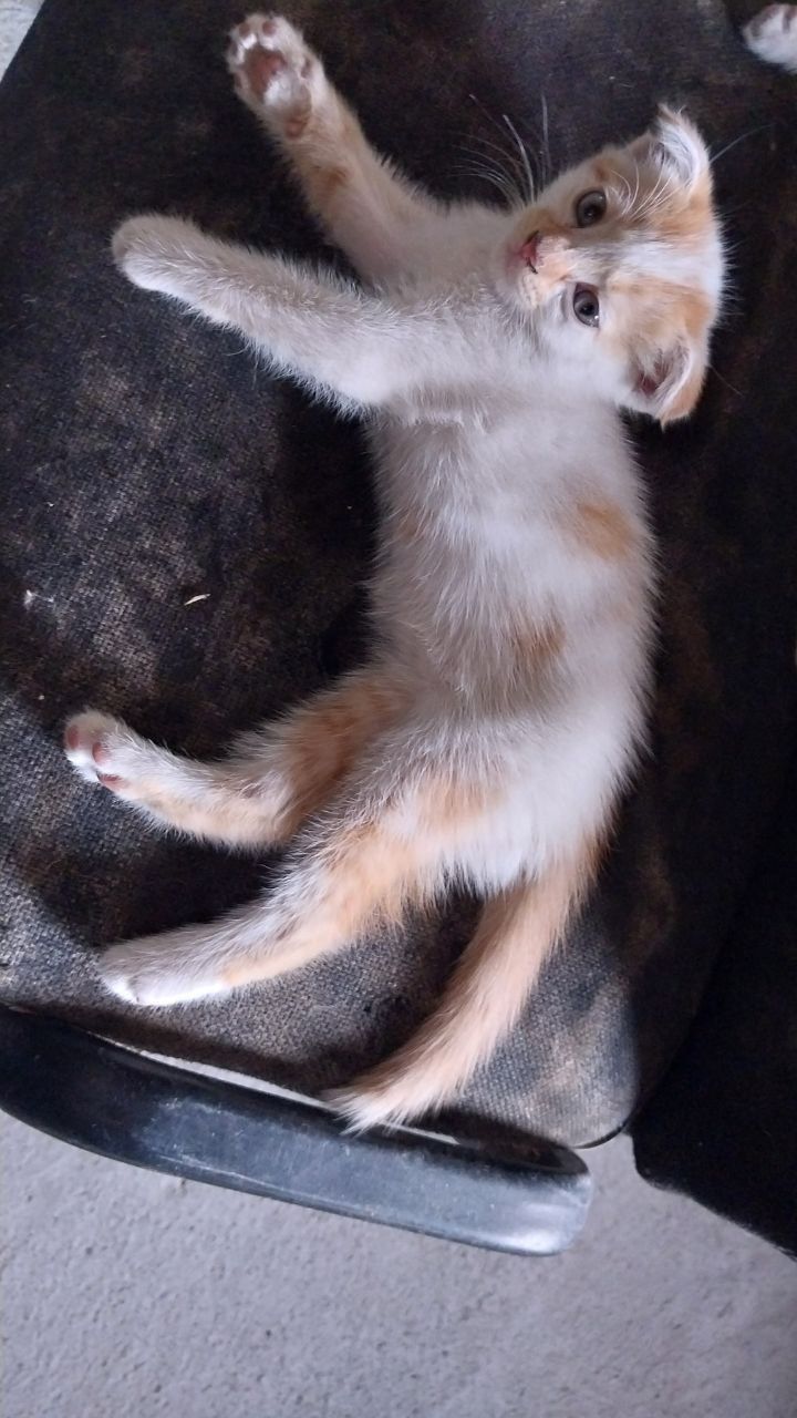 Продаётся кошка и котята
