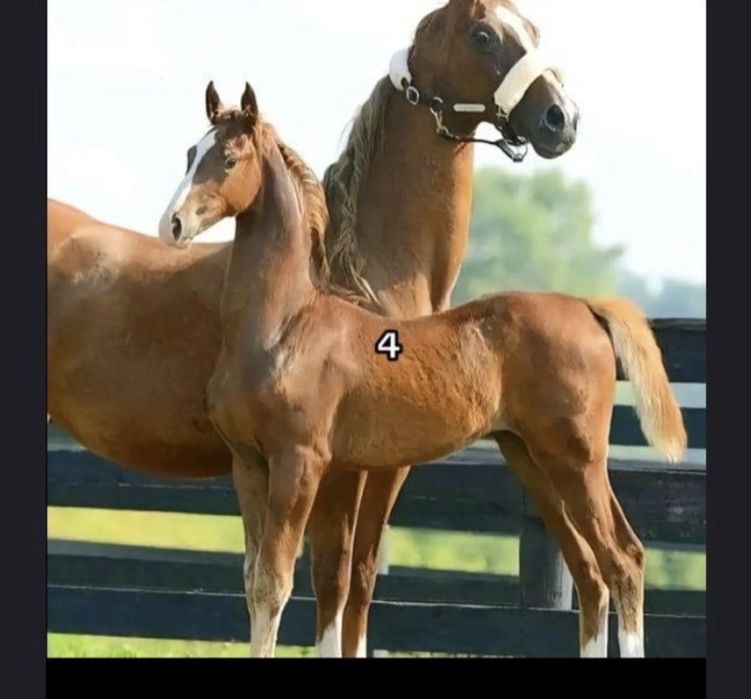 Продам лошадь с жеребенкои