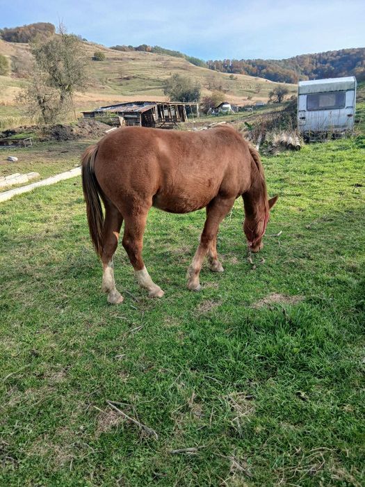 Manz de vanzare 1,5 ani