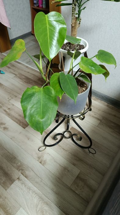 Продам комнатные цветы