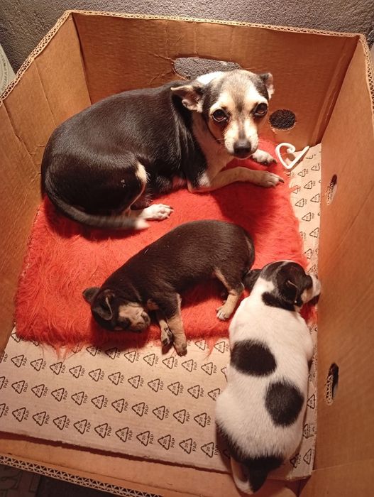 Продавам пинчери