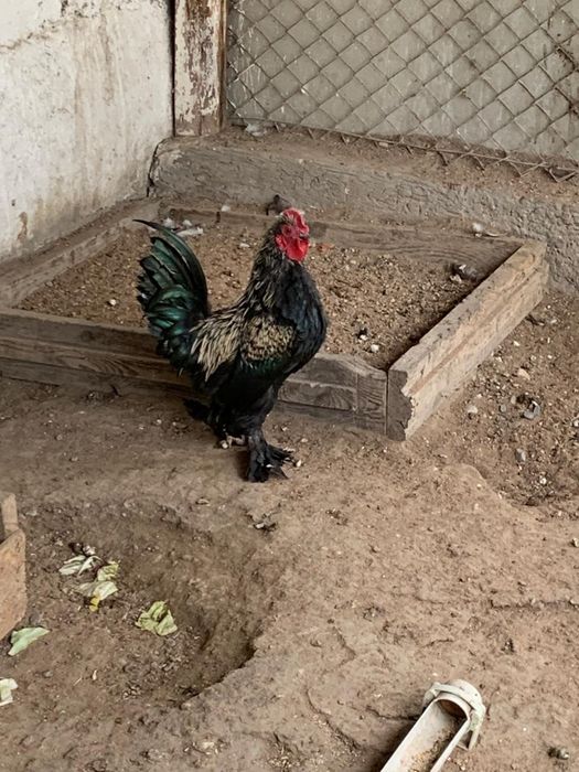 Японские карликовые