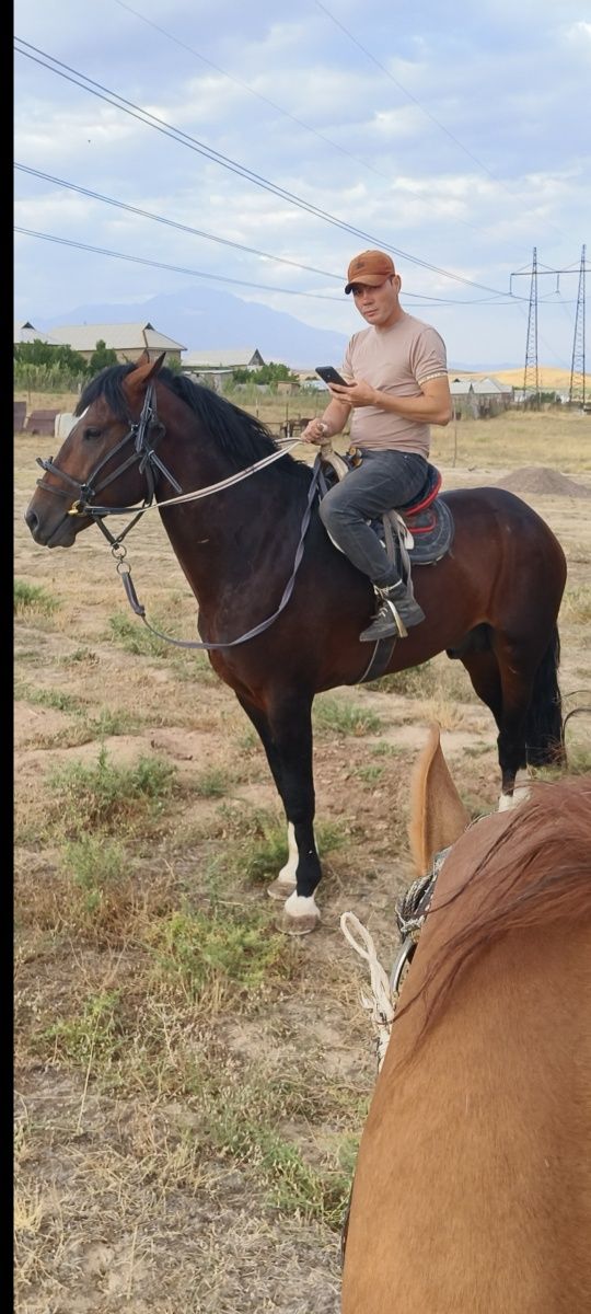 Polsha Ot sotuvda