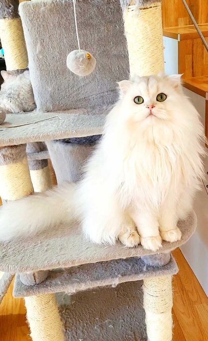 Scottish straight longhair pedigree exemplar superb, bijuterie