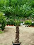 Palmieri rezista la îngheț la - 18° C ( planta excelsa ) Fortunei
