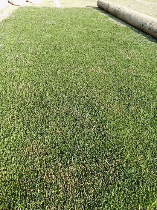 Gazon suniy xovli va bog'chalarga