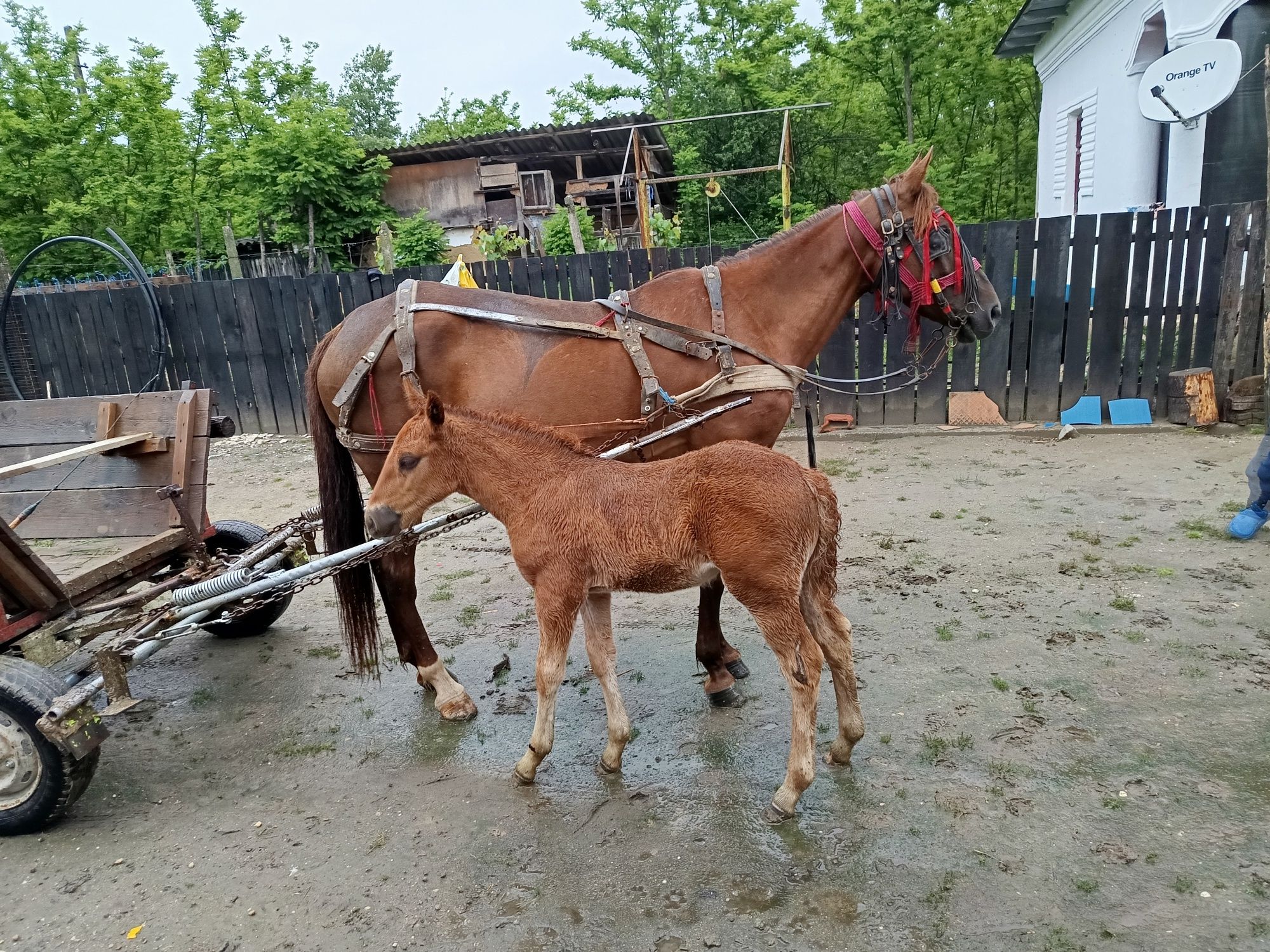 Iapa de vânzare ( fara mânză )
