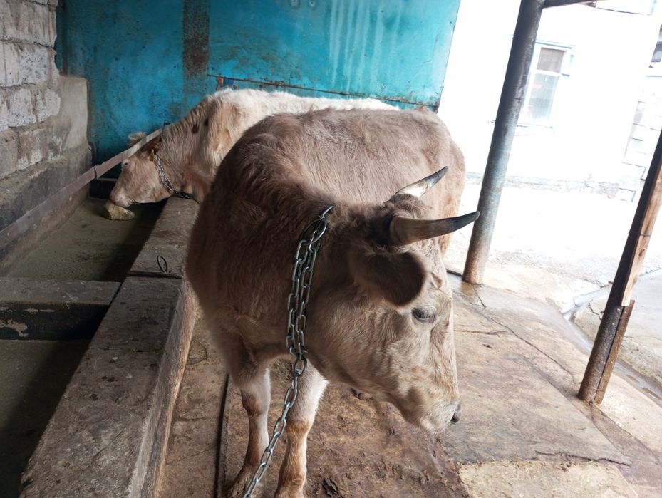 Продам жирную телку