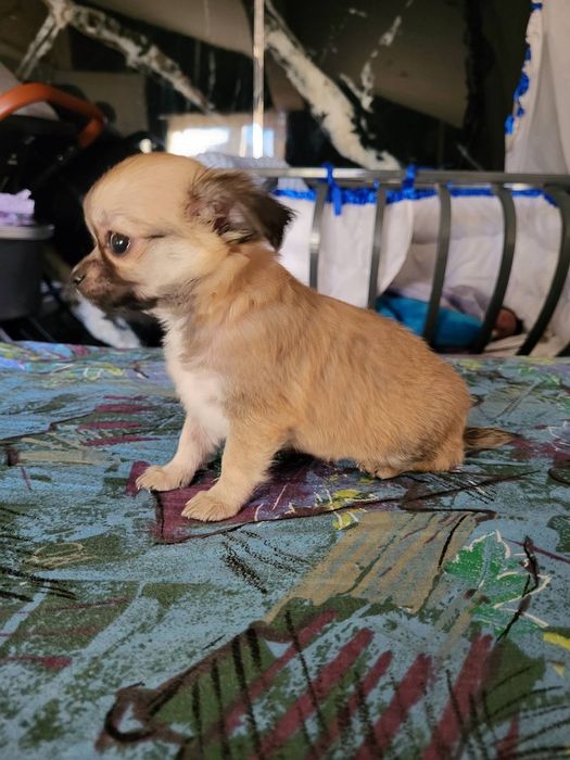 Свободна Мини Мадама