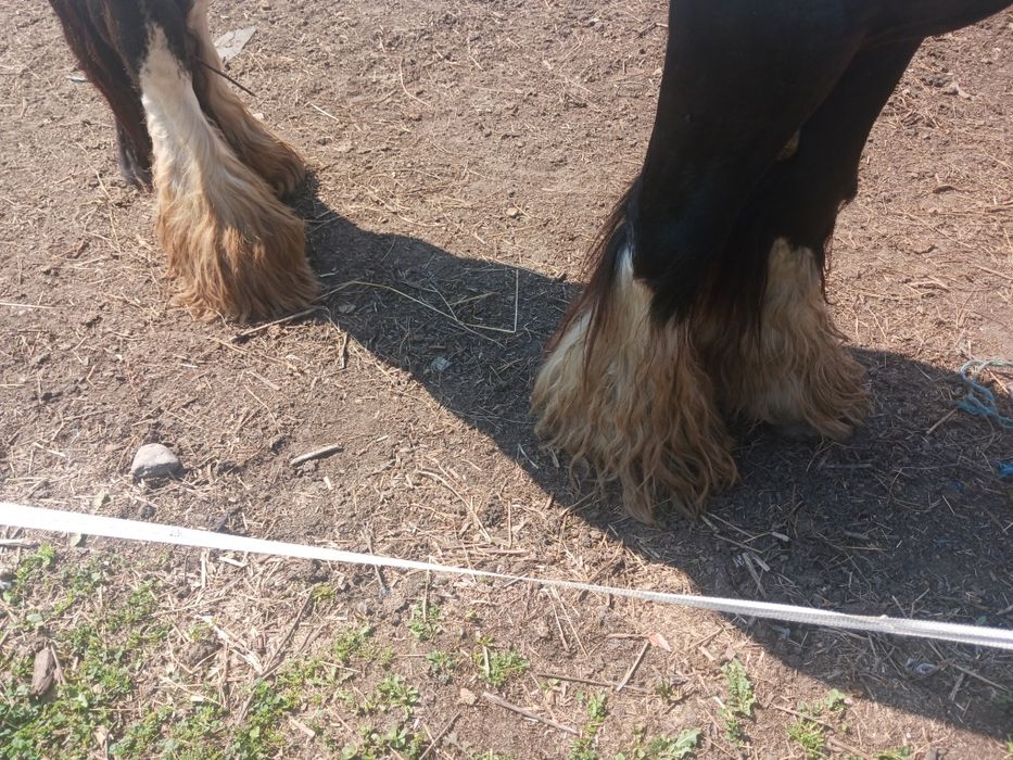 Gipsy vanner armasar