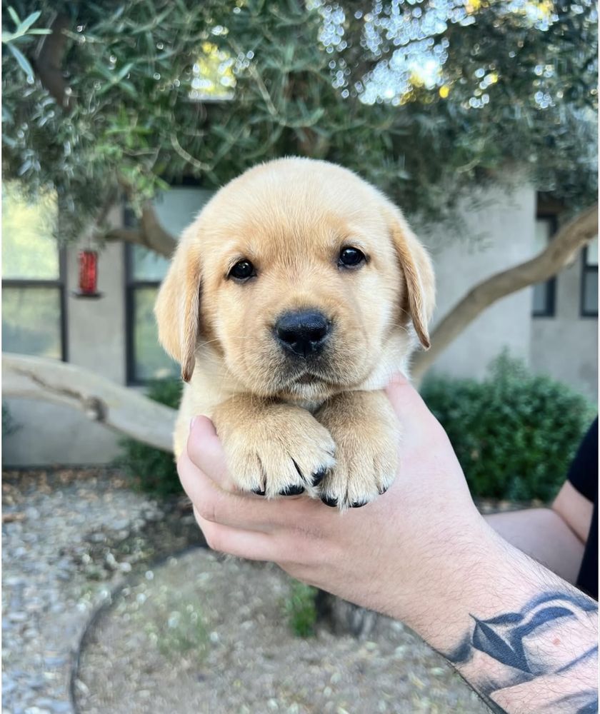Labrador retriever 950 lei