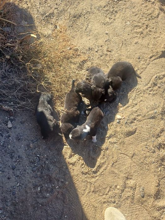 Щенки и собачка ищут дом и хороших хозяев. Мама маленькая, звоночек