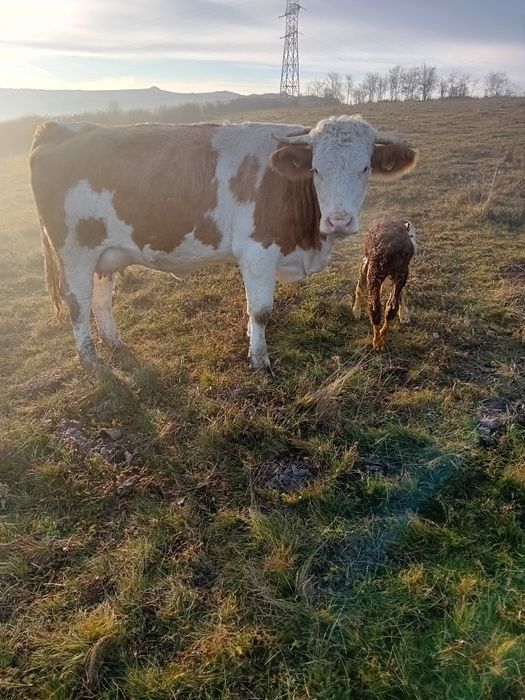 Vând juninca la prima fătare fatata de o săptămână