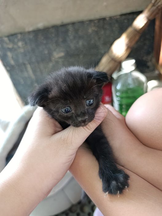 Вислоухий котёнок
