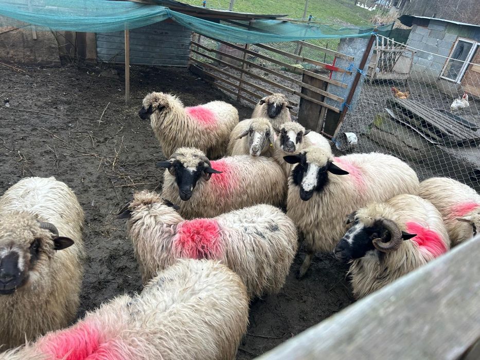 Oi țurcane tinere talie mare! Preț doar AZI urgent!