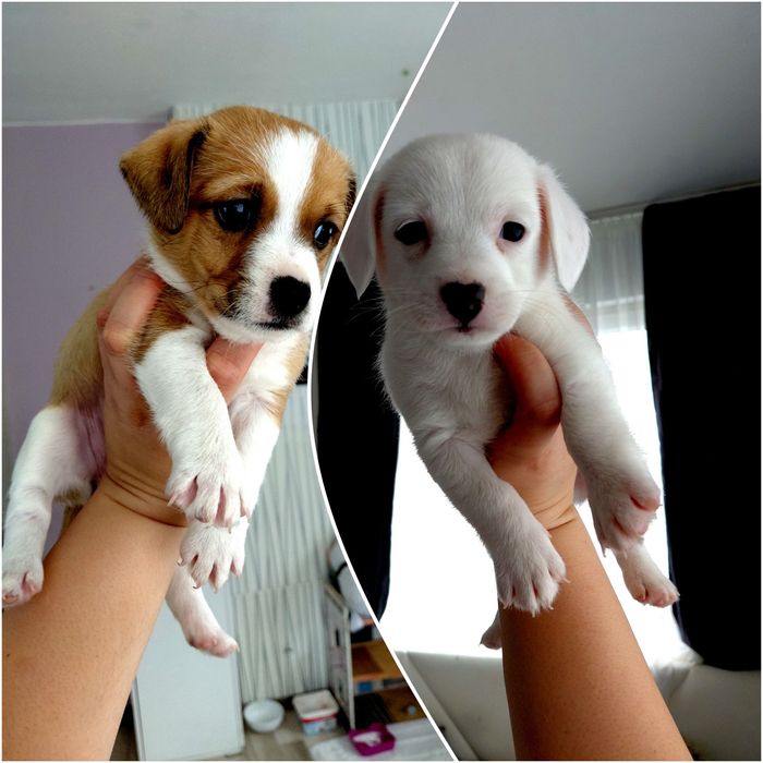 Продавам Джак ръсел териер