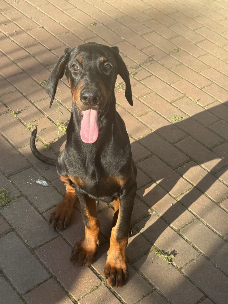 Doberman masculi