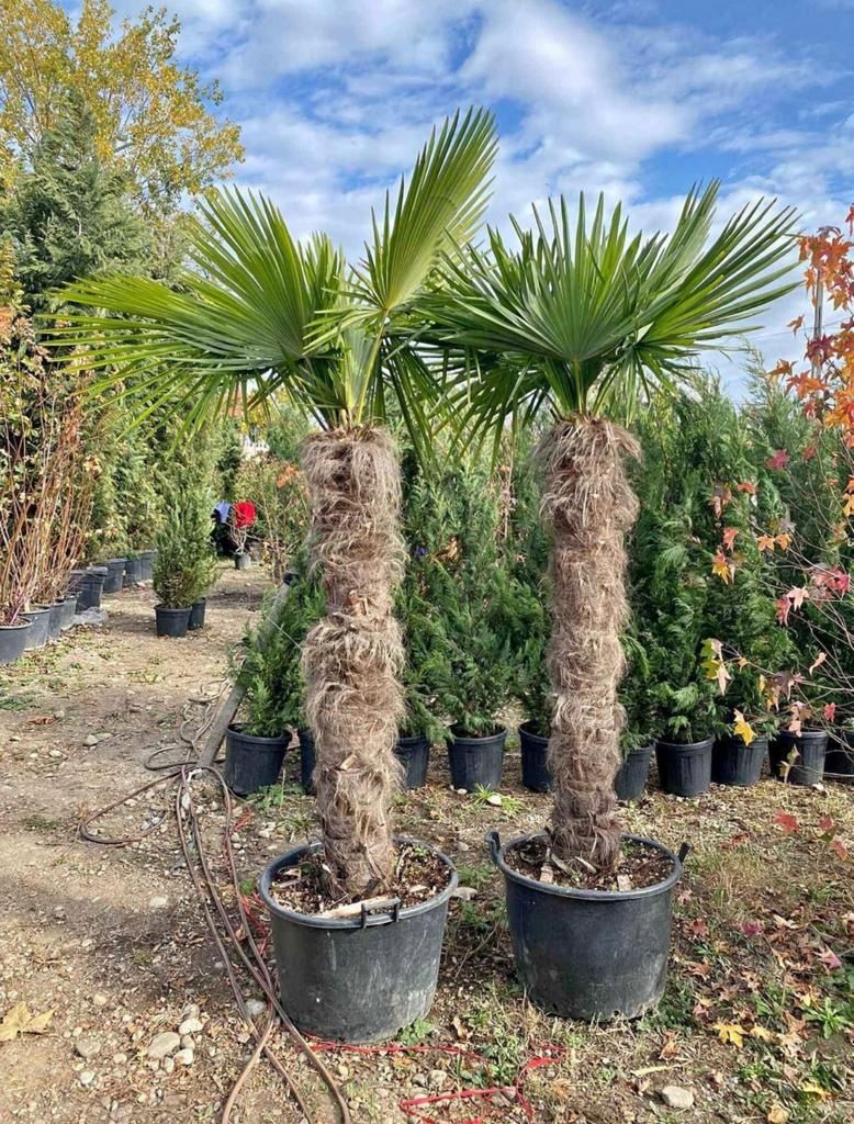 Cedru pendular, de inaltime mari/mici, bambus, plante ornamentale etc