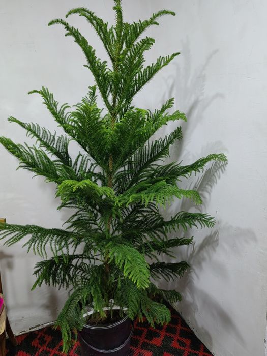 Араукариа арча сотилади