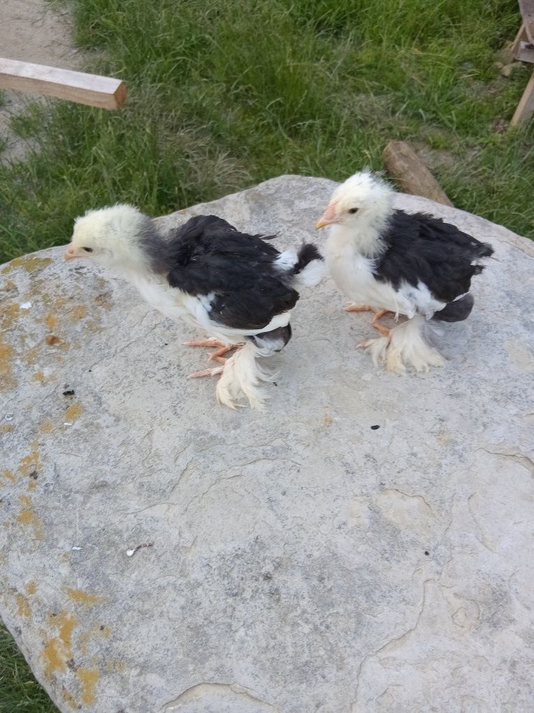 Pui brahma porțelan și bobat