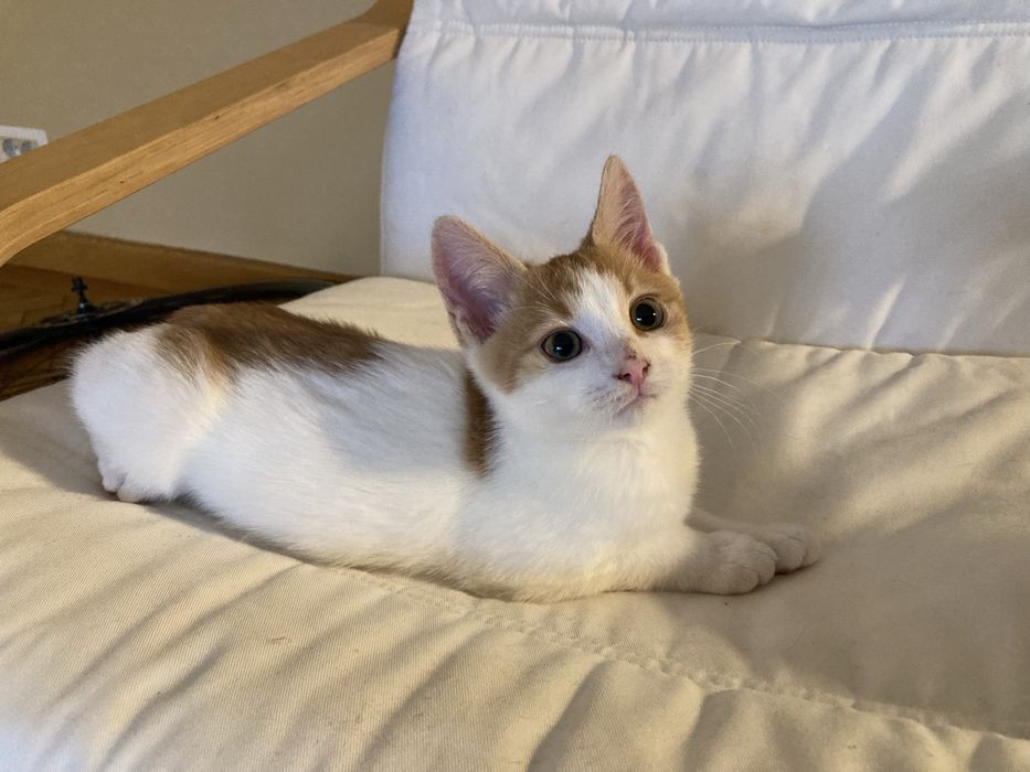 Pisicute spre adoptie