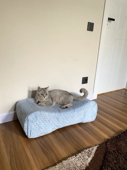 Срочно! Породистый британец по выгодной цене