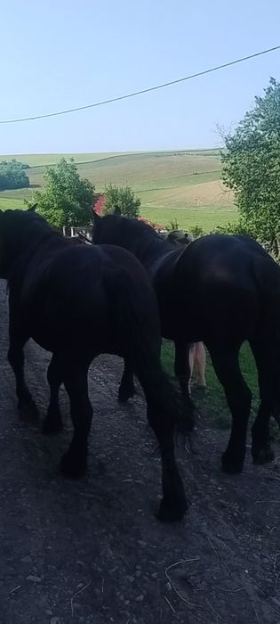 Manji negri garantati