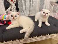 Scottish fold si scottish straight