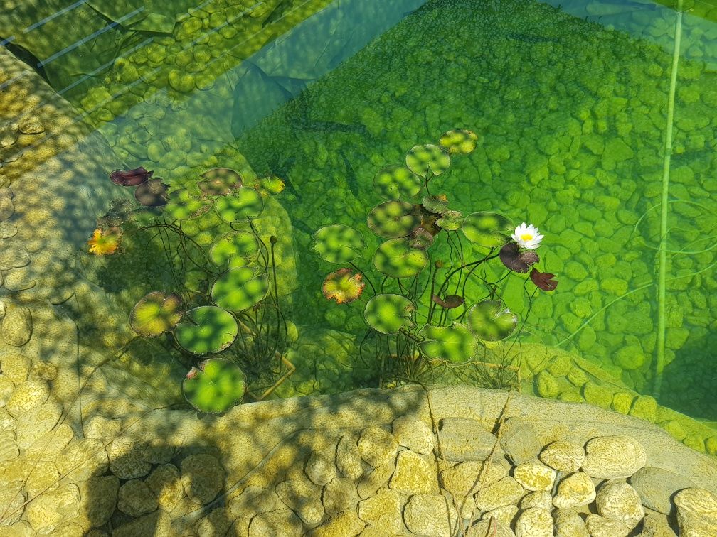 Nuferi de iaz roz și albi