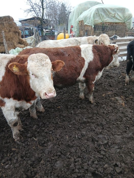 Vând 3 tauri de rasa