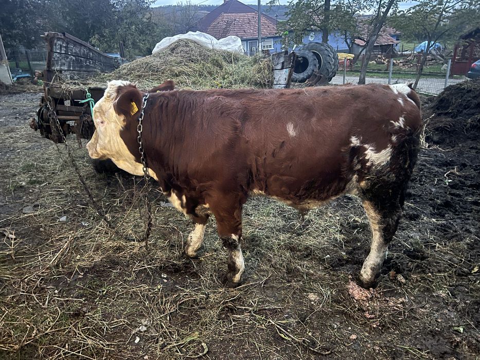 Vand Tauras Baltat Romanesc