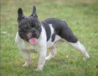 Mascul buldog / bulldog francez