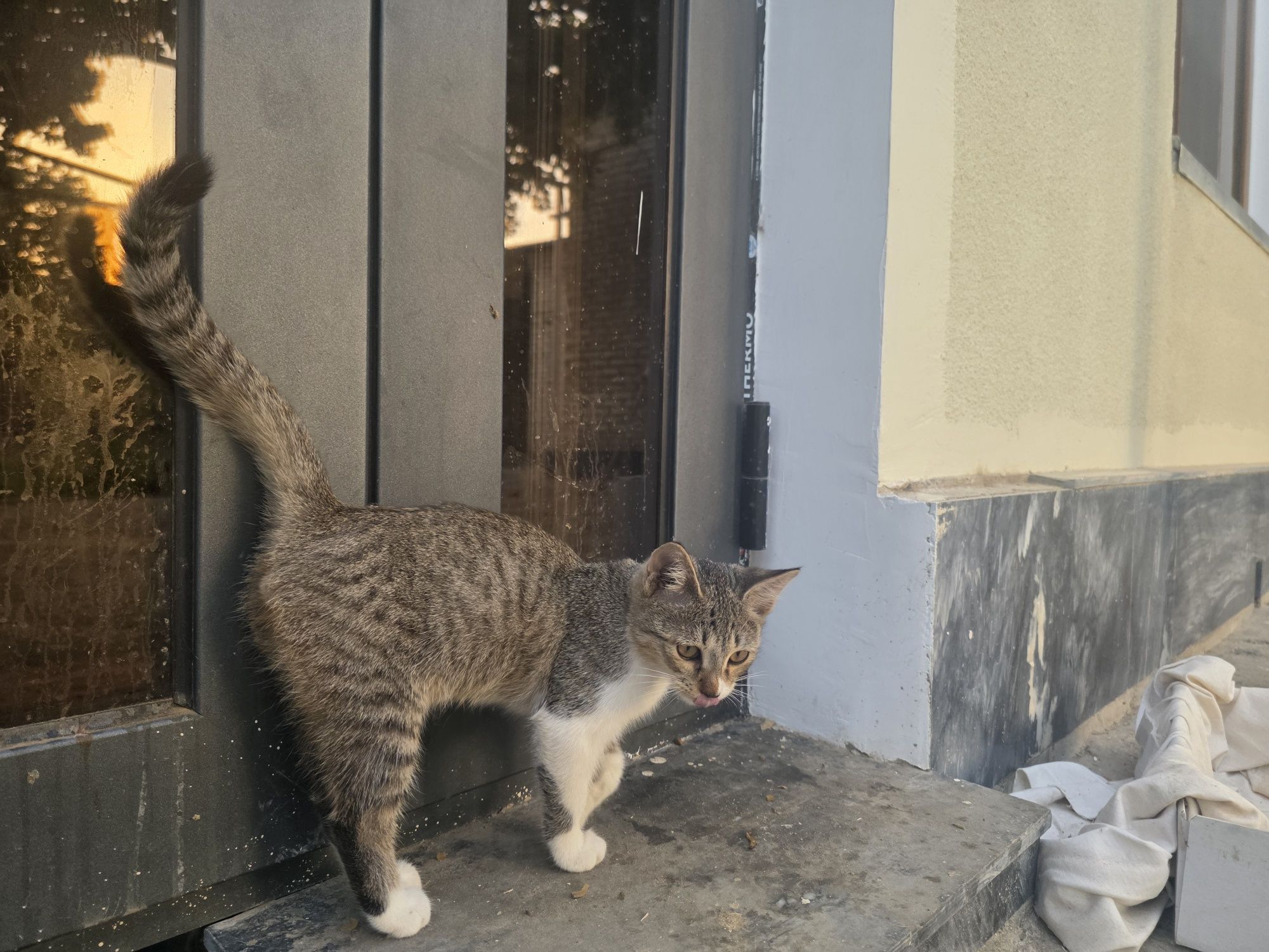 Котёнок 5 месяцев