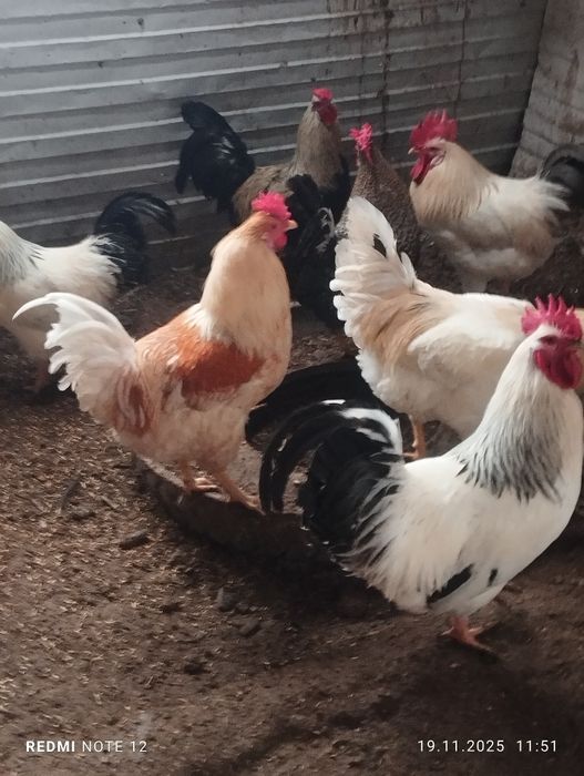 Продам петухов  адлерской породы